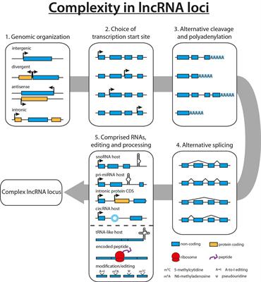 The More the Merrier—Complexity in Long Non-Coding RNA Loci